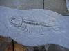 Fish table